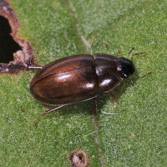 Enochrus