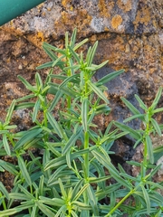 Misopates