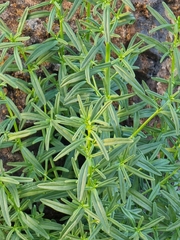 Misopates
