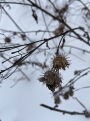 Arctium tomentosum