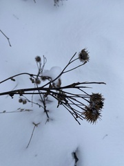 Arctium tomentosum