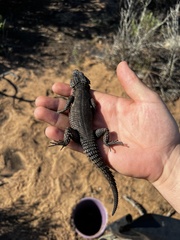 Karusasaurus polyzonus