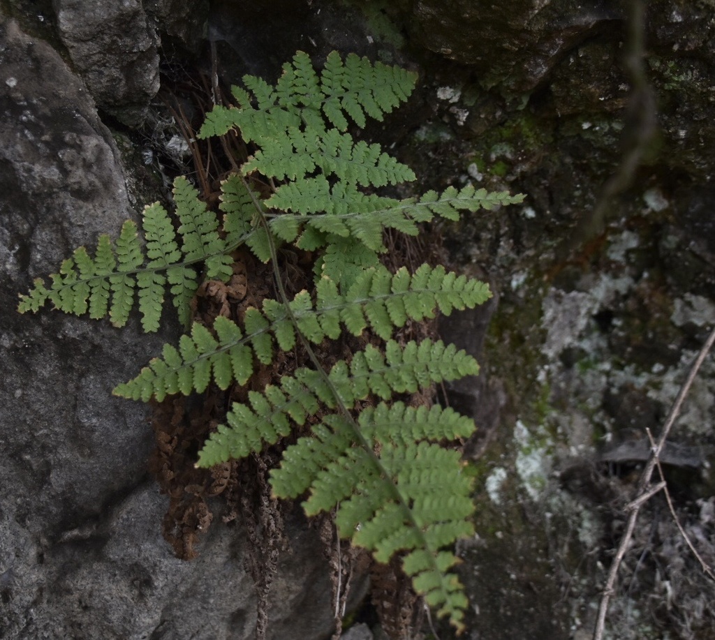 Hypodematium chrysolepis (Hypodematium chrysolepis)