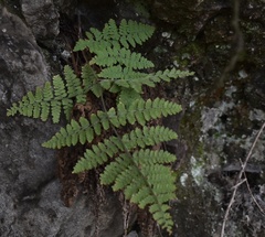 Hypodematium crenatum