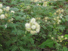 Mimosa malacophylla