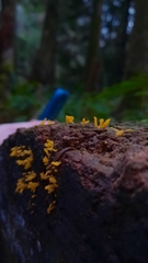 Dacrymyces spathularia