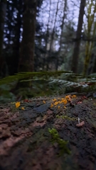 Dacrymyces spathularia