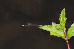 Pseudagrion aureofrons