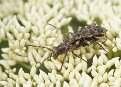 Pempsamacra dispersa