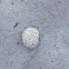 Amphibola crenata