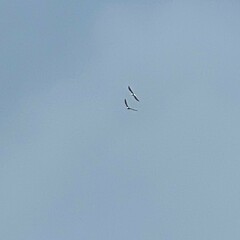 Haliaeetus leucocephalus washingtoniensis