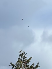 Haliaeetus leucocephalus washingtoniensis