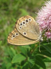 Coenonympha oedippus