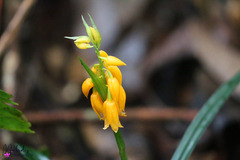 Calanthe