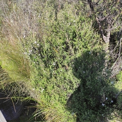 Leptospermum scoparium