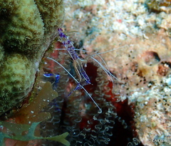 Ancylomenes pedersoni