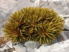 Aciphylla dobsonii