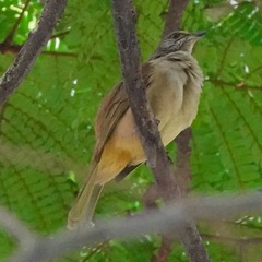 Pycnonotus conradi