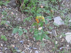 Cochlospermum wrightii