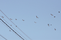 Turdus pilaris