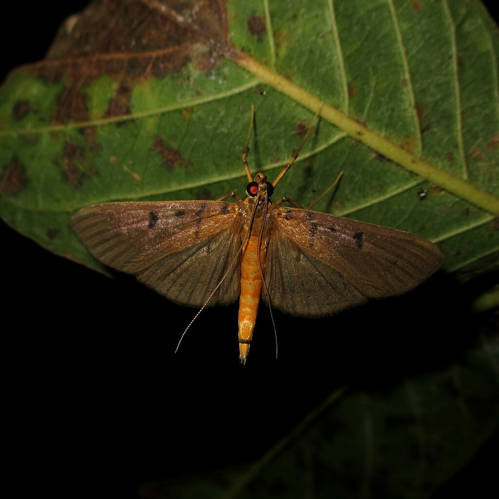 Filodes bilinealis