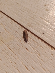 Diptera