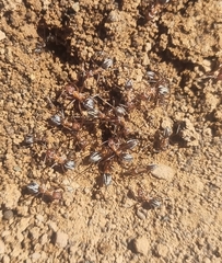 Anoplolepis custodiens