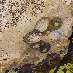 Cellana strigilis