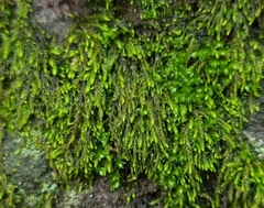 Pterigynandrum filiforme