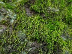 Pterigynandrum filiforme