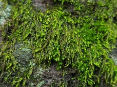 Pterigynandrum filiforme