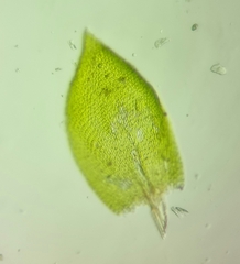 Pterigynandrum filiforme