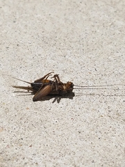 Gryllus texensis