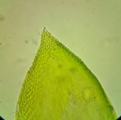 Pterigynandrum filiforme