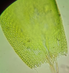 Pterigynandrum filiforme