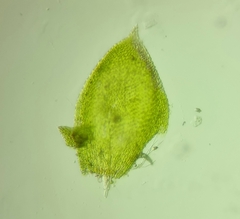 Pterigynandrum filiforme