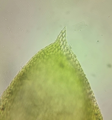 Pterigynandrum filiforme