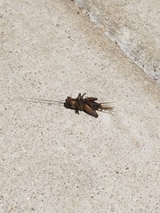 Gryllus texensis