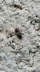 Dimorphopterus brachypterus