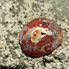 Cellana stellifera