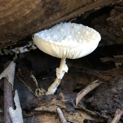 Leucocoprinus cretaceus