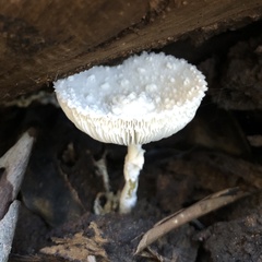 Leucocoprinus cretaceus