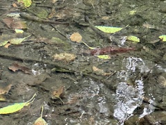 Oncorhynchus masou formosanus