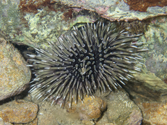 Echinometra mathaei