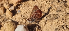 Aloeides pierus