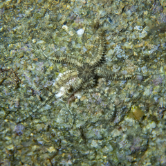 Ophiactis savignyi