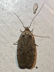 Agonopterix