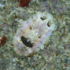 Onithochiton quercinus