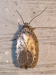 Agonopterix
