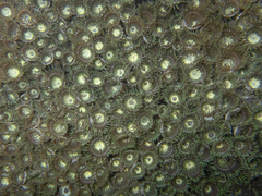 Zoanthus sansibaricus